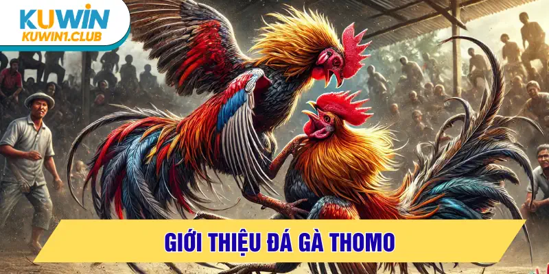 đá gà thomo giới thiệu