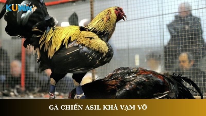 Gà chiến Asil khá vạm vỡ