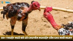 Thuật ngữ đá gà