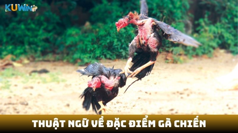 Thuật ngữ về đặc điểm gà chiến