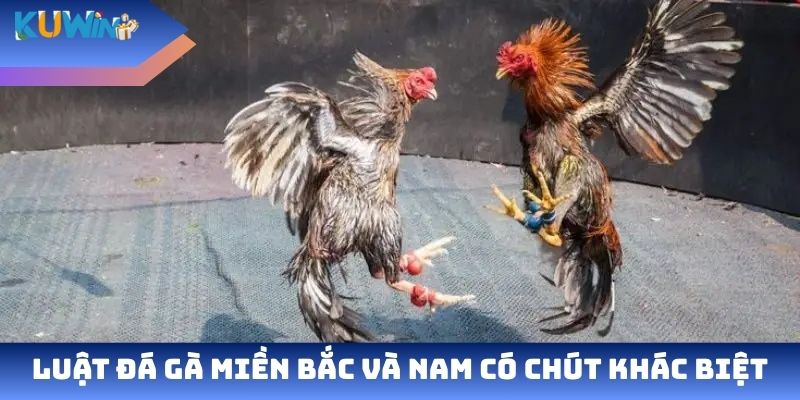 Luật đá gà miền Bắc và Nam có chút khác biệt